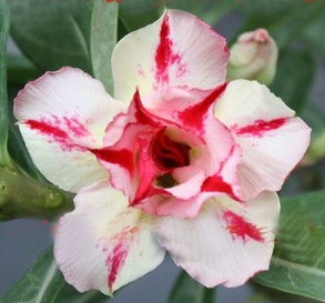 (image for) Adenium Obesum \'Love at First Sight\' 5 Seeds